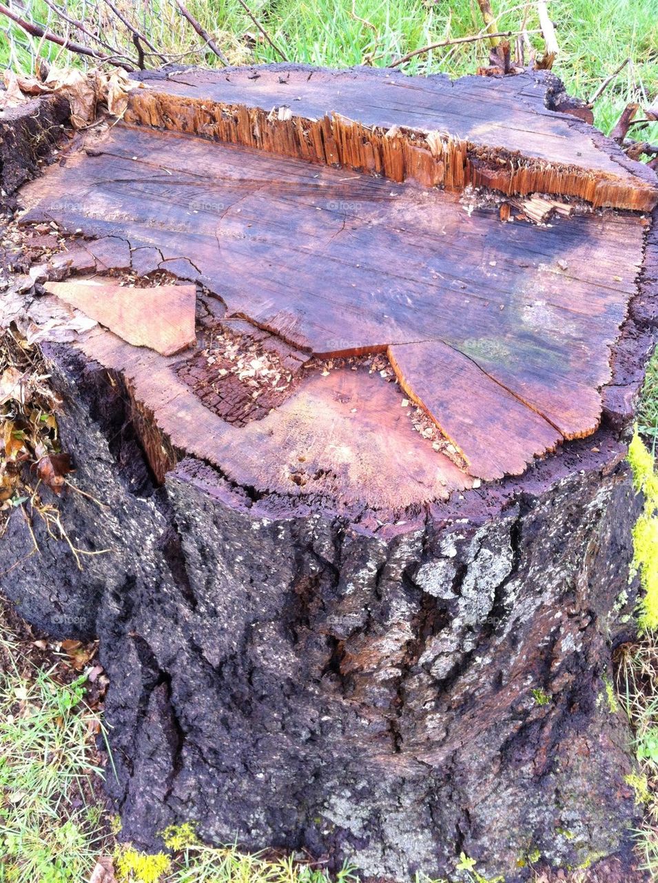 Chopped Stump