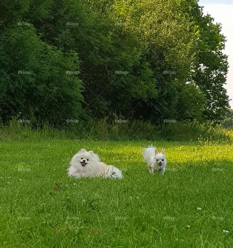 two fluffy white dogs on a field/ park