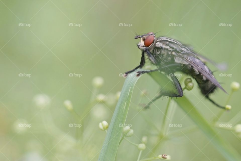 Fly On The Grass