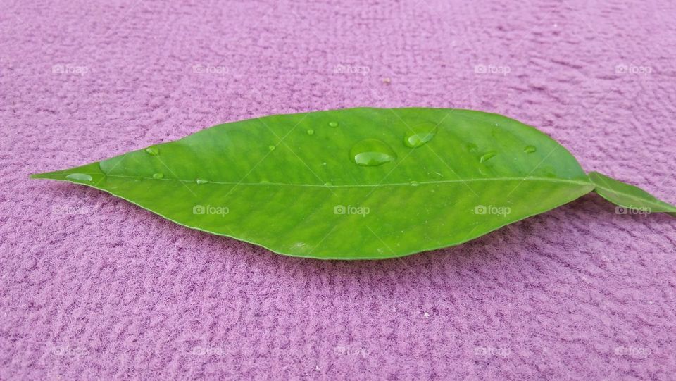 Beautiful rain drop on green leaf.