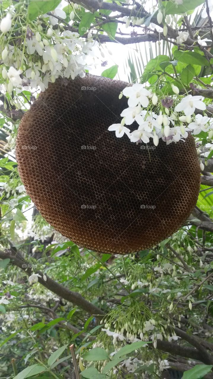 Beehive