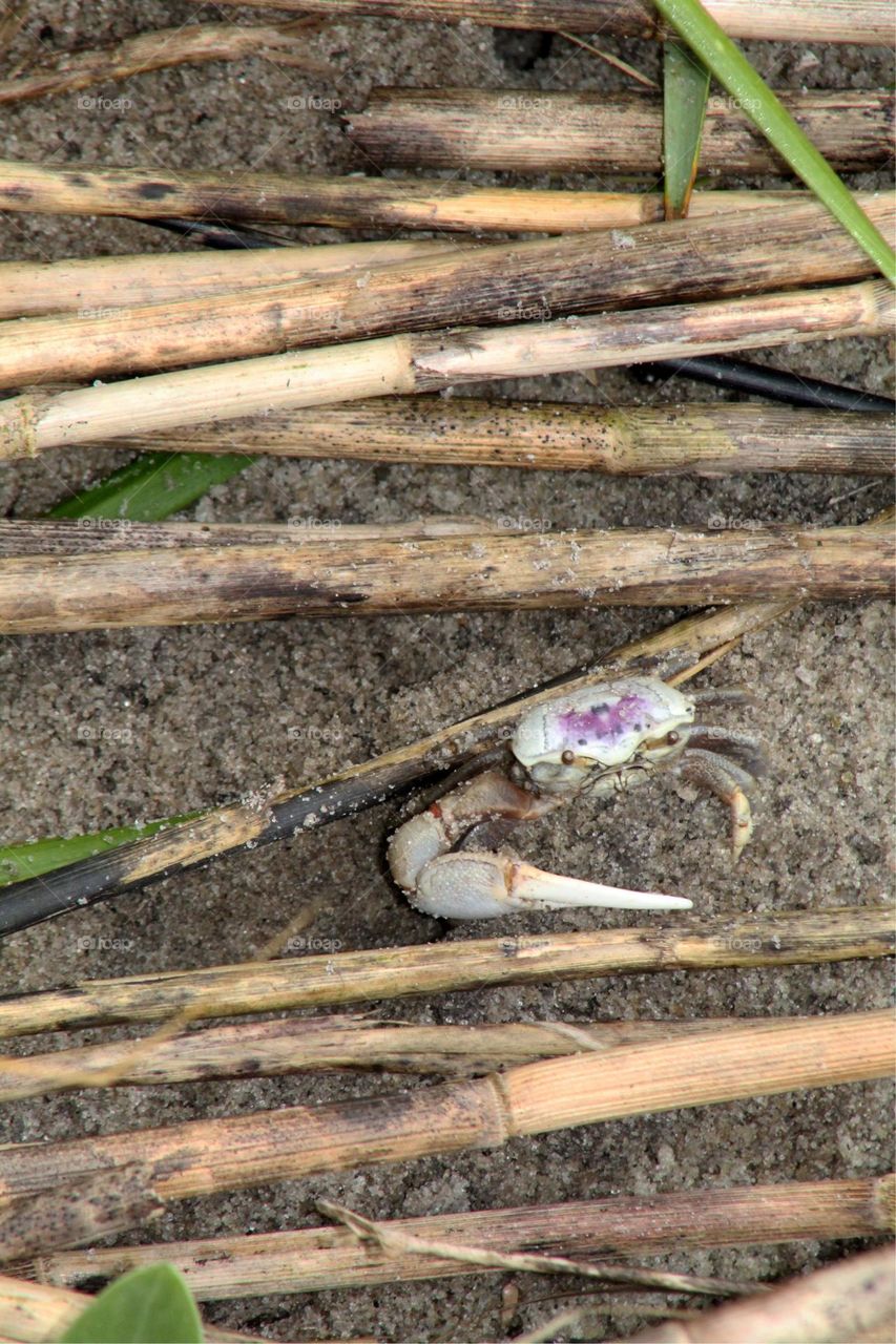 Fiddler crab looking for just the right thing. 