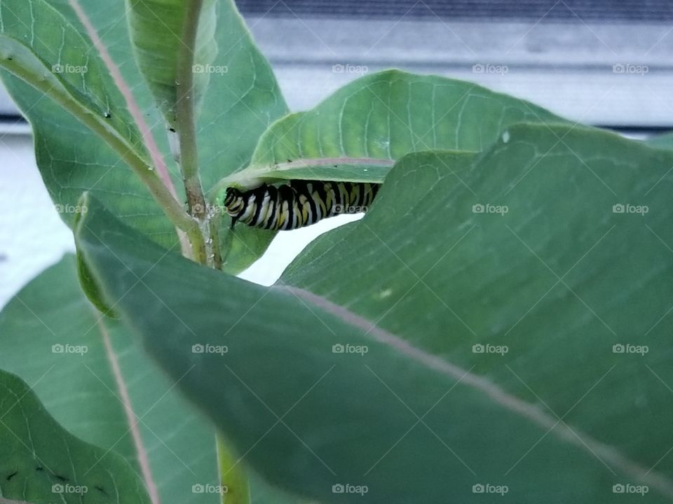 monarch caterpillar munching on some milk weed