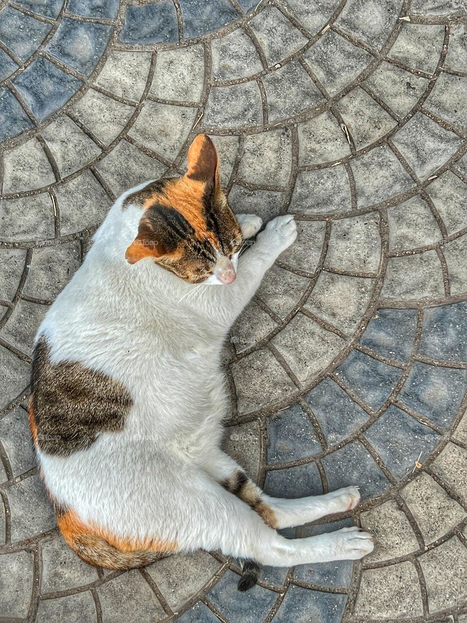 Cat lazing around on cobble stones