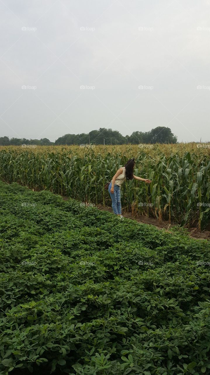 Corn field.