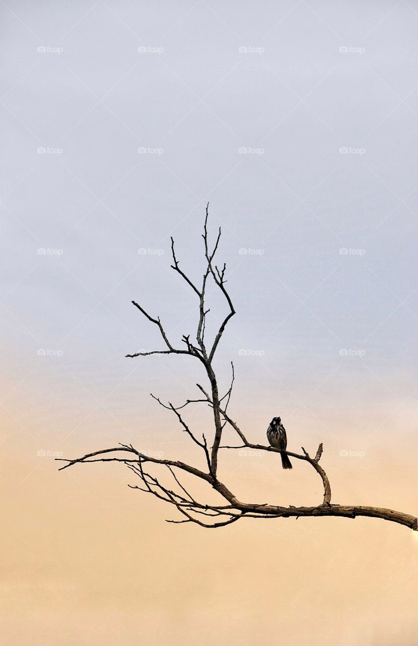 Bird Perched on tree branch