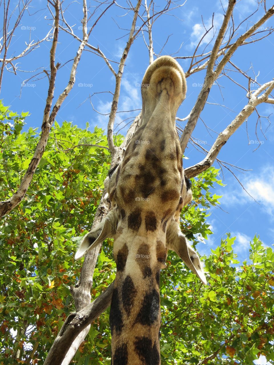 Gambit the giraffe looking up up into the sky 