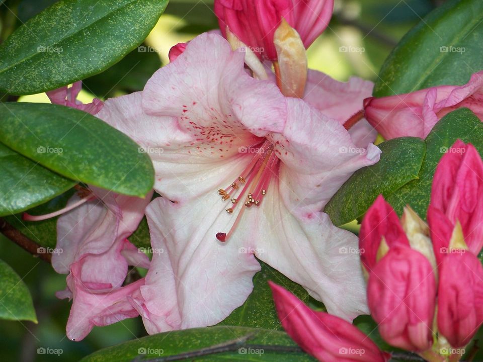 rhododendron . pink rhododendron 