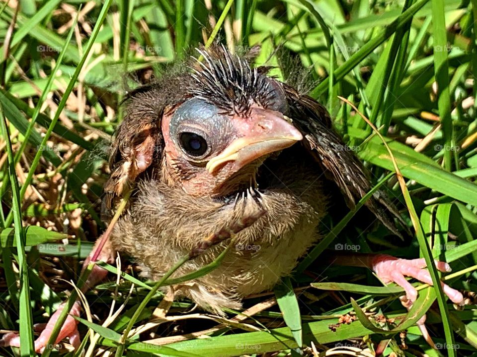 A Cardinal fledgling who fell out of the nest sits in the grass waiting for his mother to rescue him. Best thing to do is put it back in the nest or sit him in the shade to wait for his mother to recover him. 