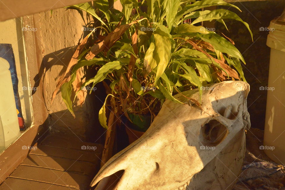 Skull of a horse or zebra with a houseplant in the sunset.