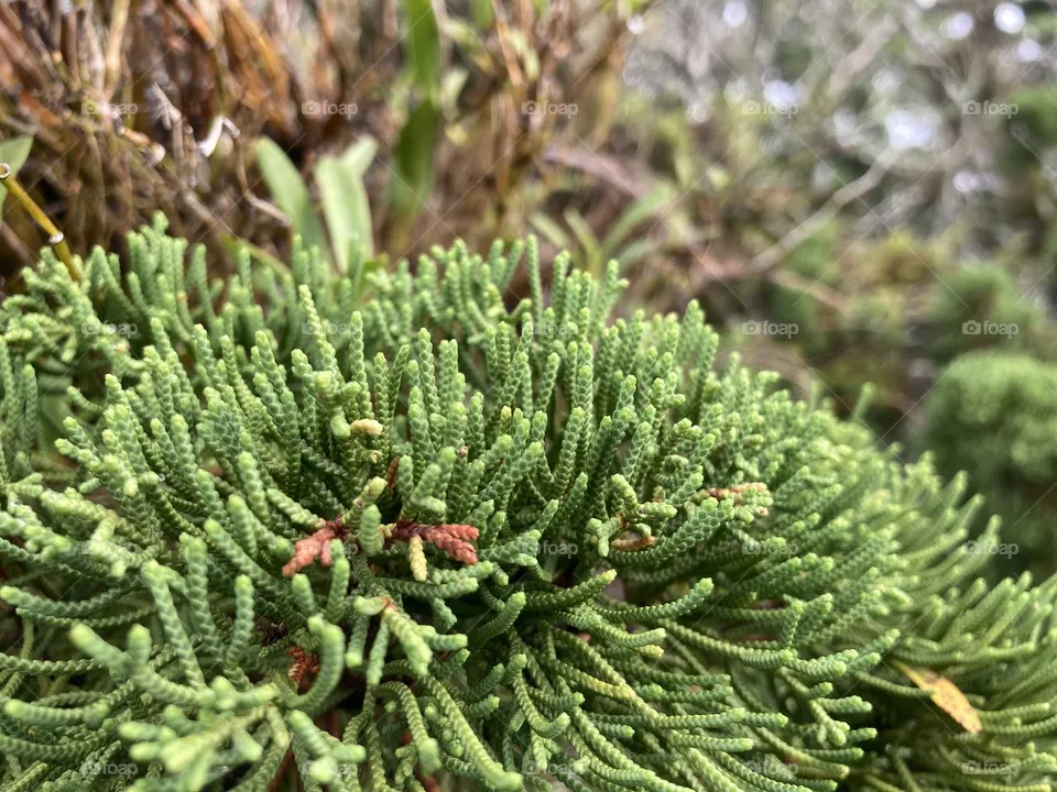 The leaves