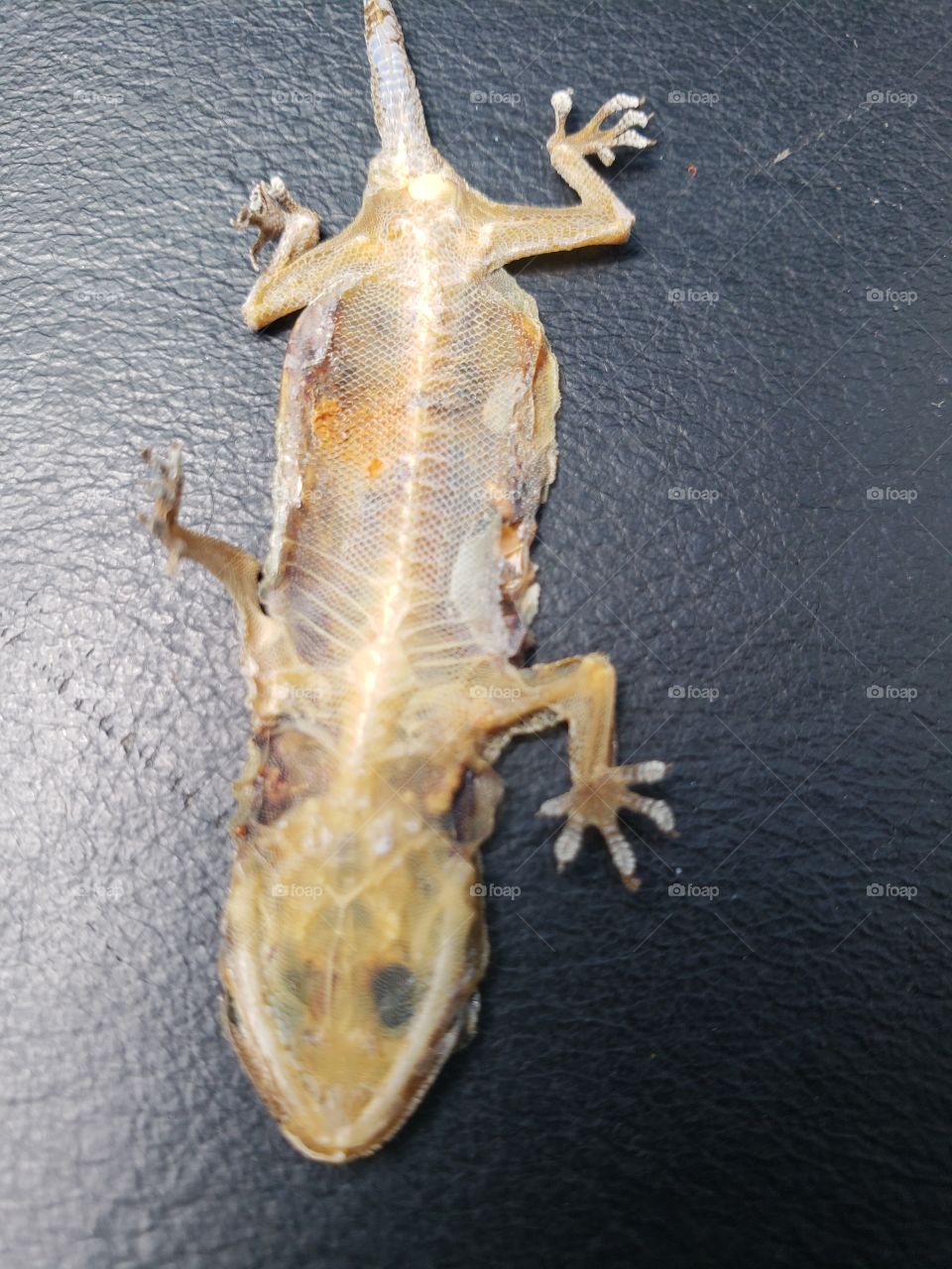Dead  Skeleton iguana squished in a door