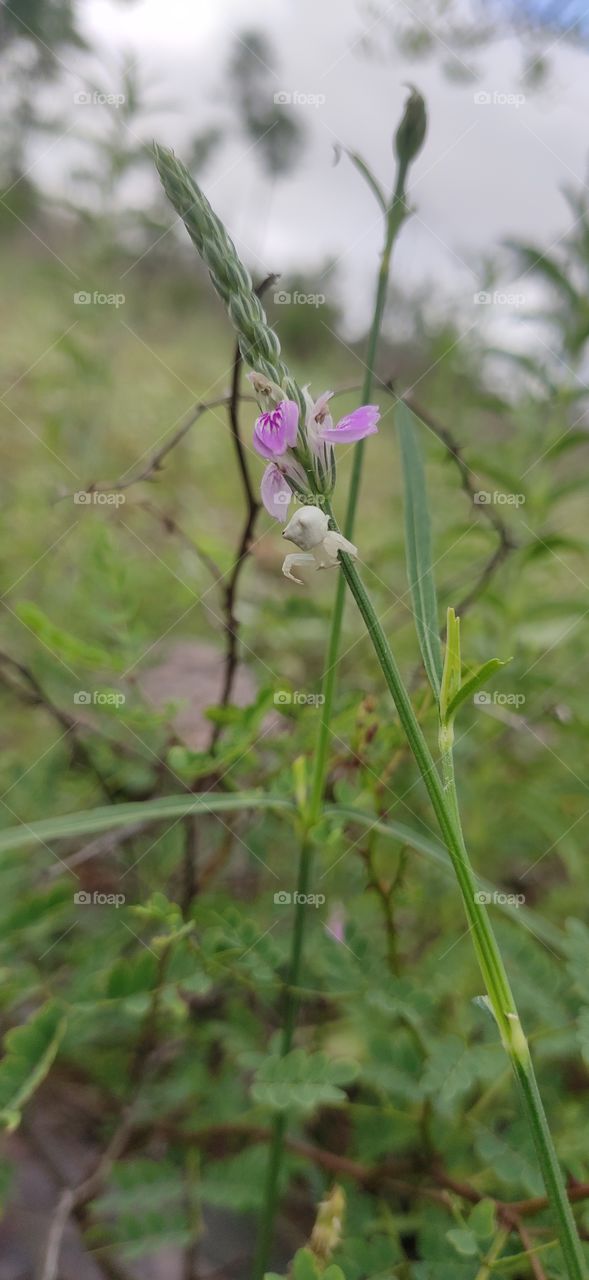 white spider