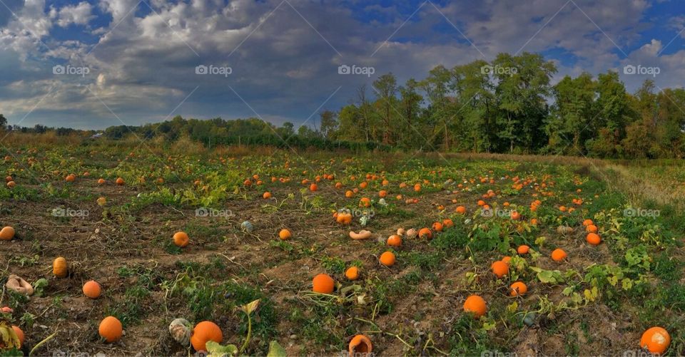 Pumpkin patch and stormy sky