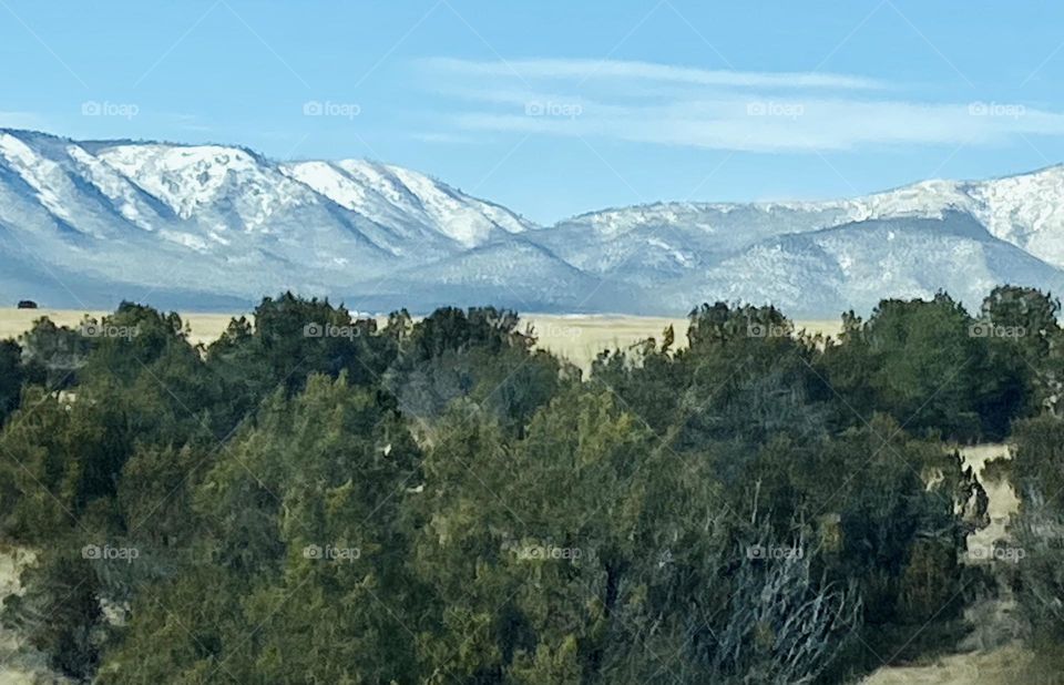Green Forests of New Mexico with snow covered Mountains in the background