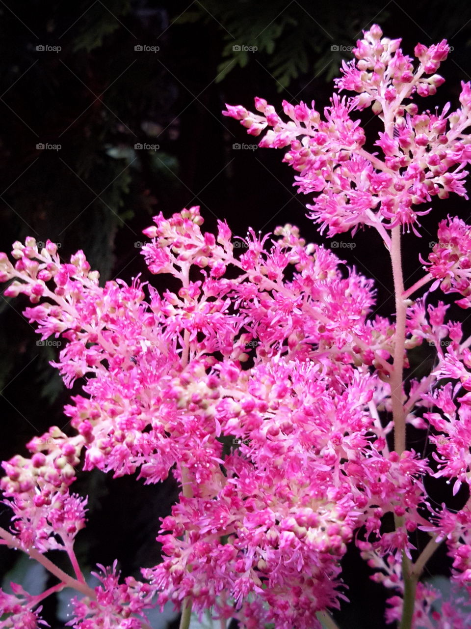 Pink flowers. Summer flowers. Zielona Góra. Poland