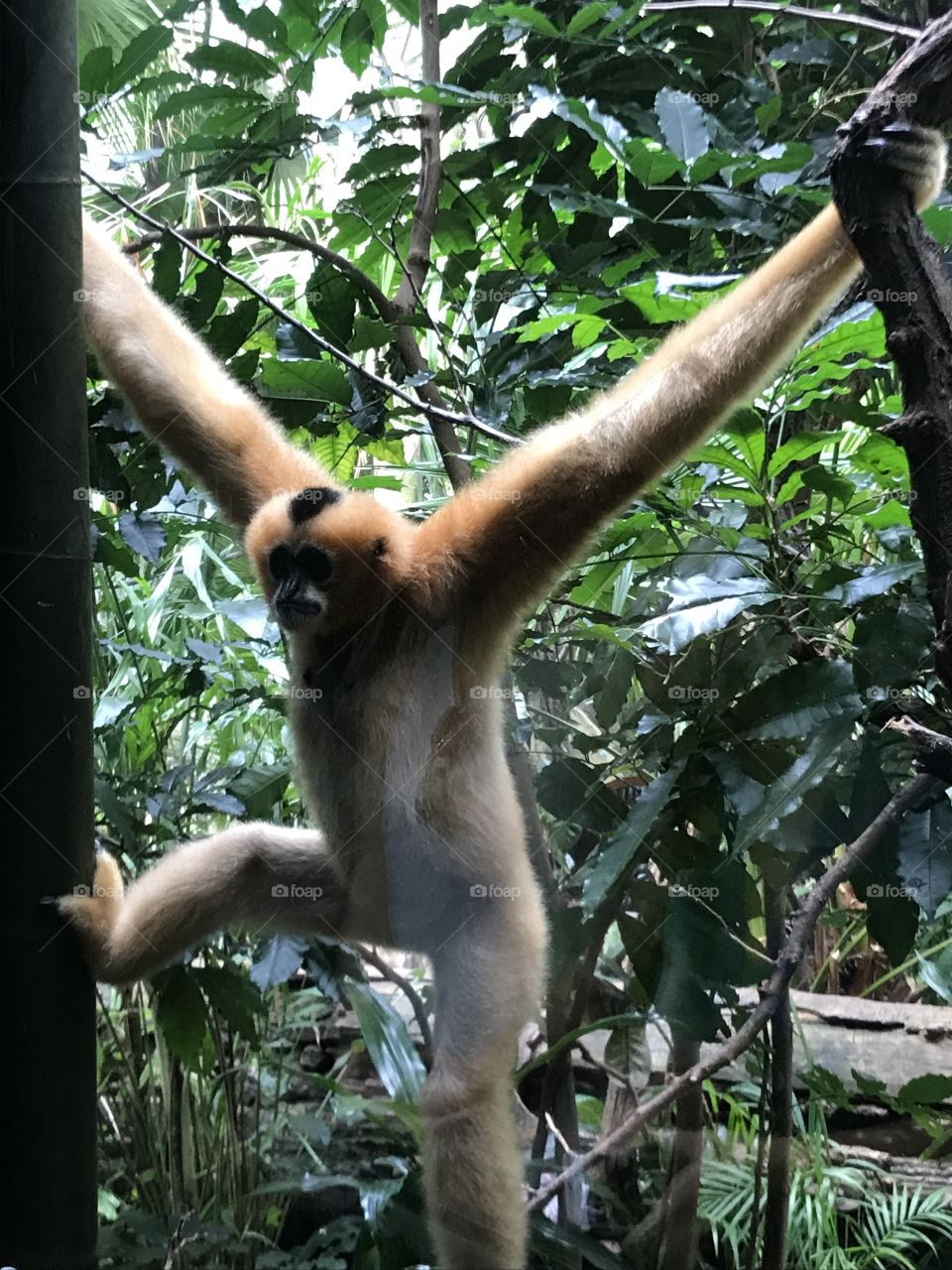 Monkey Pose 