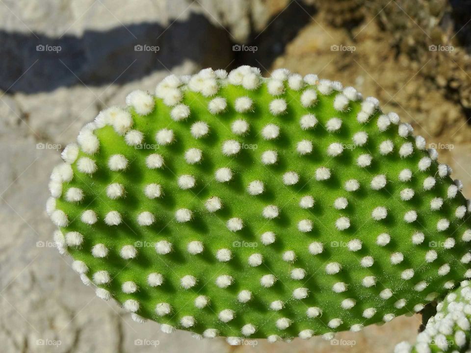 Cactus