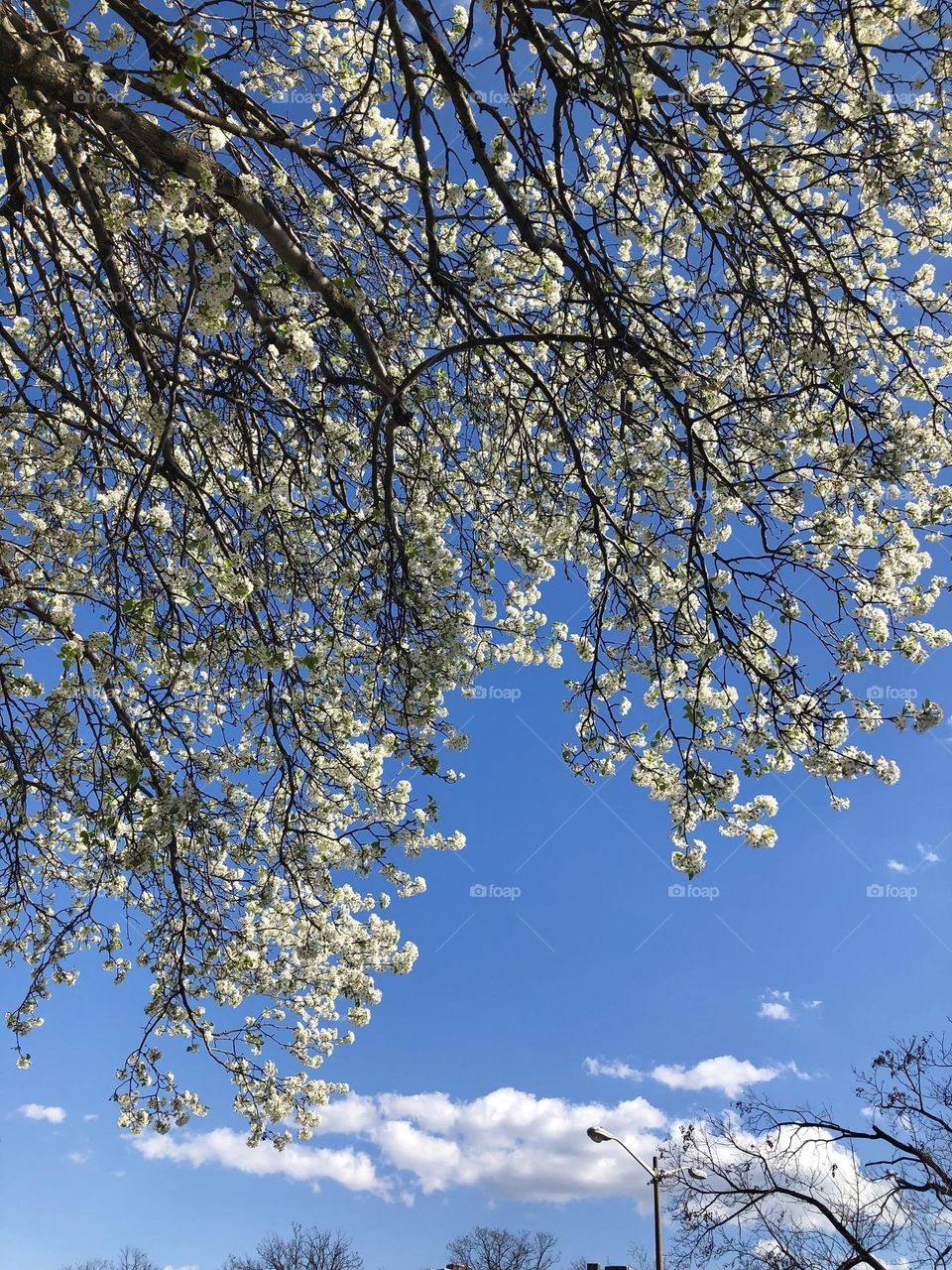 Blue sky and cherry trees blooming 