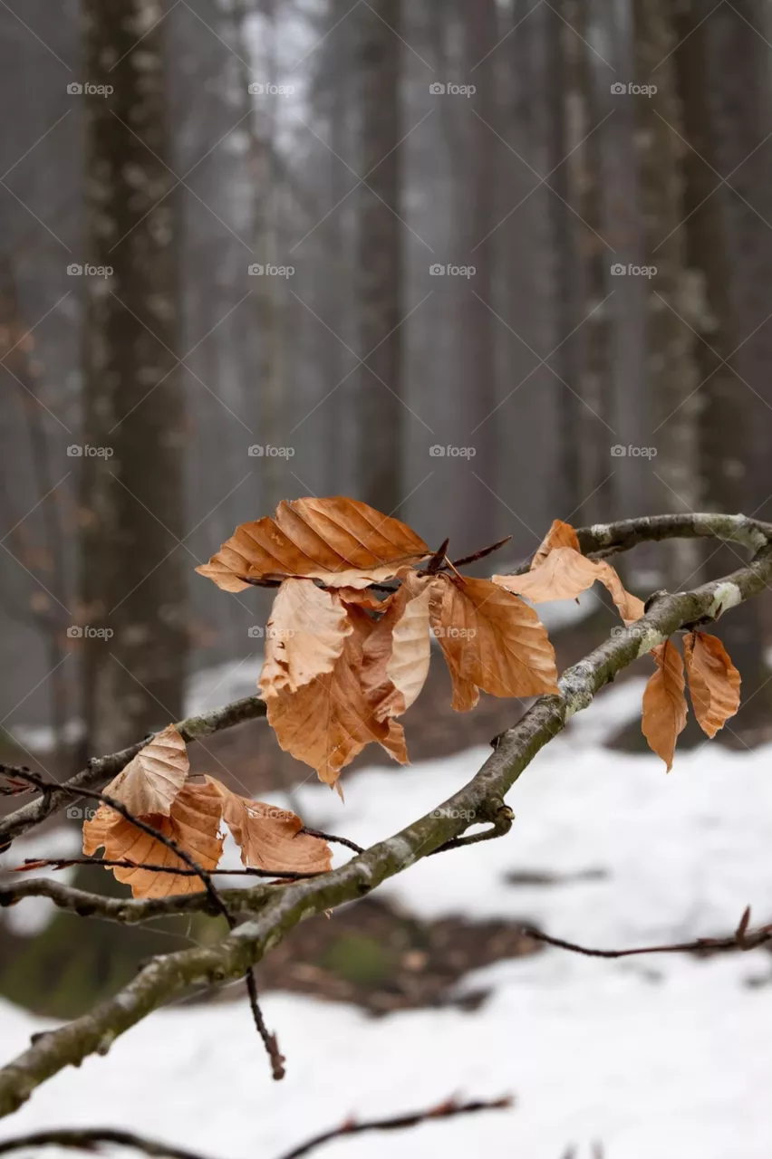 Autumn 
