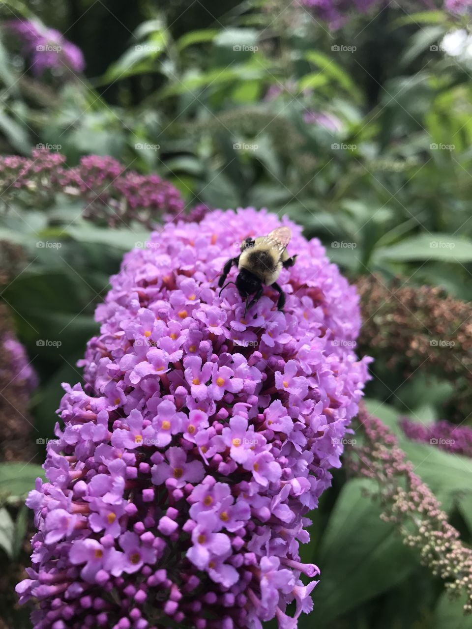 Bee mini flower