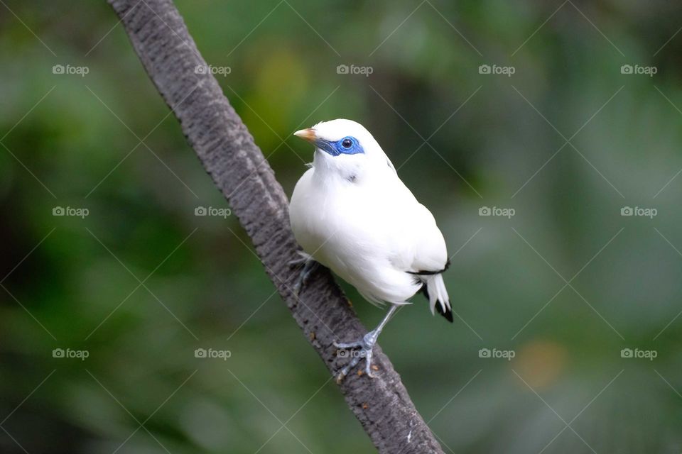 white colour bird