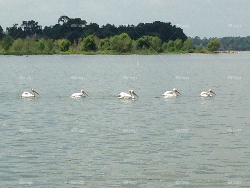 White Pelicans on Lake Houston