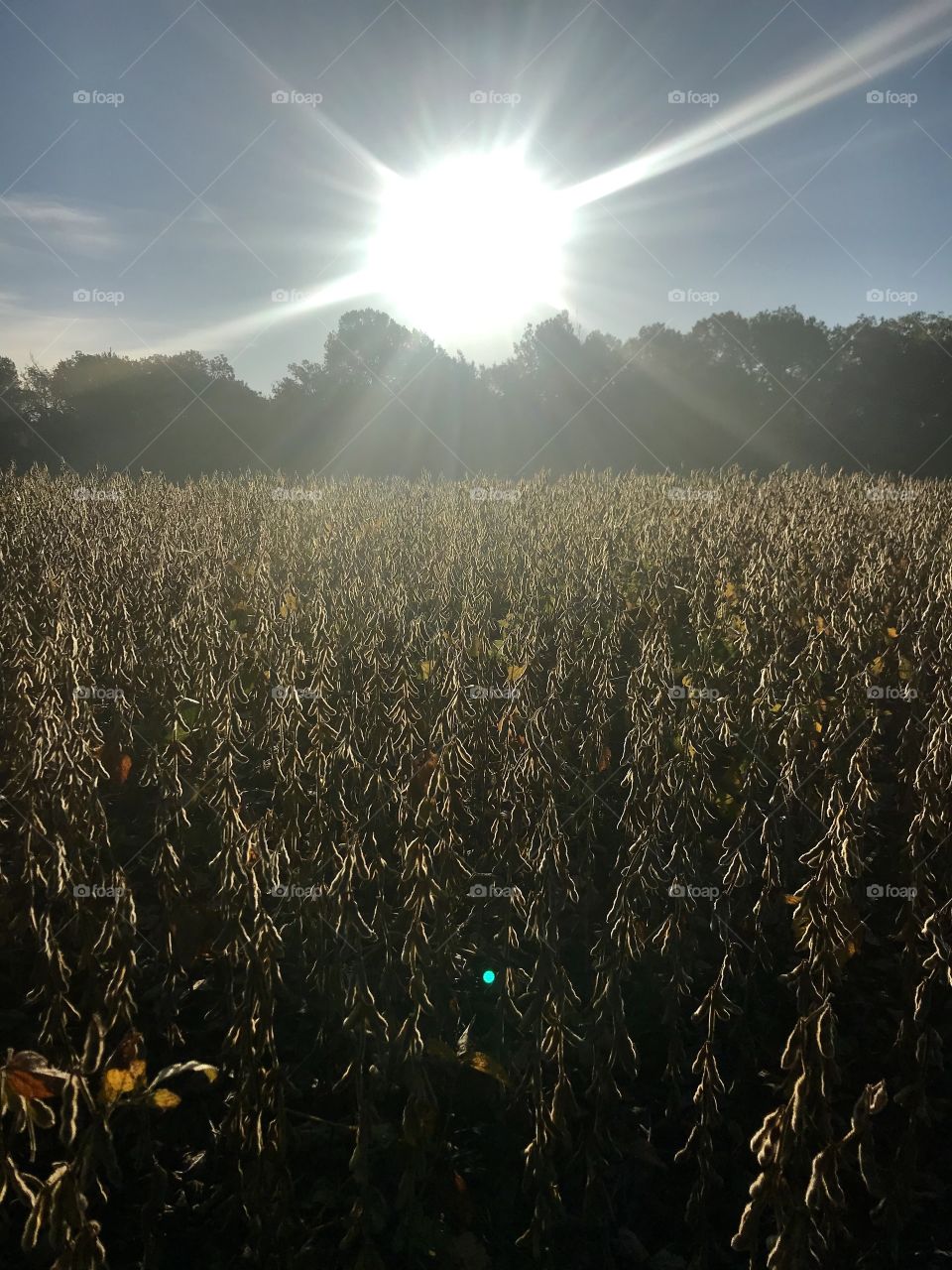 #Soybean Sunrise- Always captured while running!