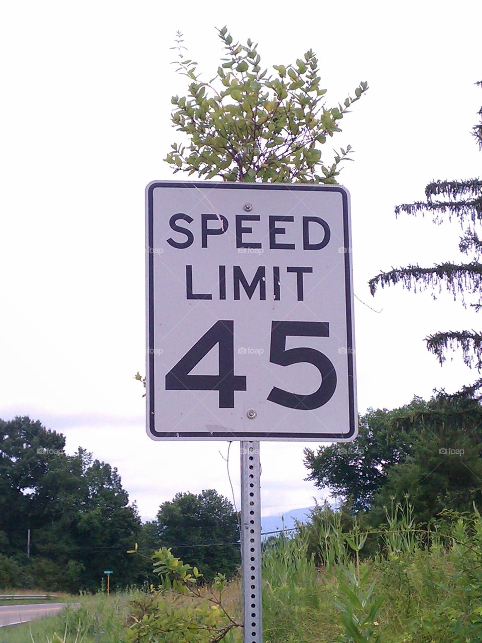 Bush growing on 45 mph sign