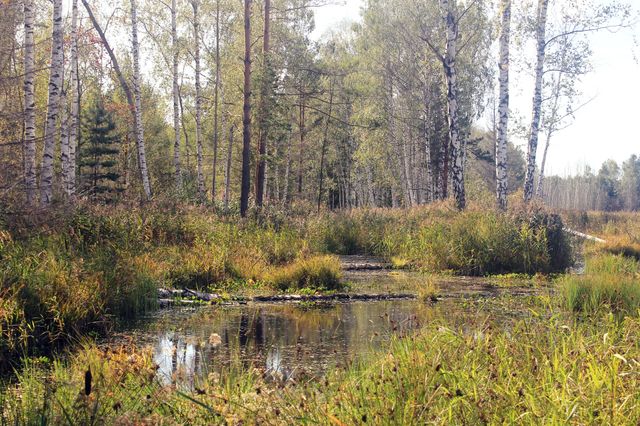 Marsh in the woods