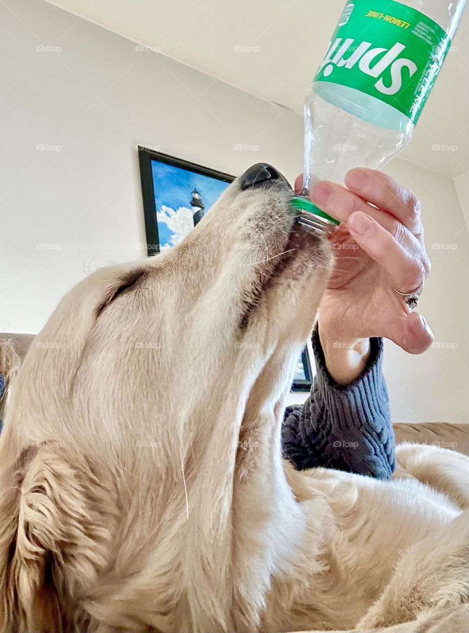 Oh yehhh… Good to the last drop. Puppy playing with empty soda bottle.