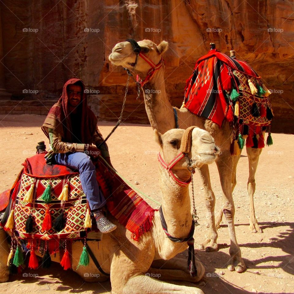 Man with camels