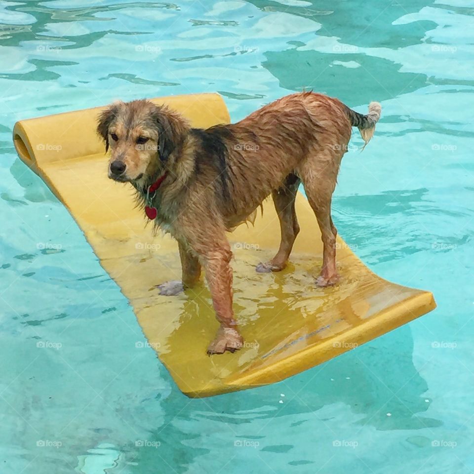 Surfs up pup