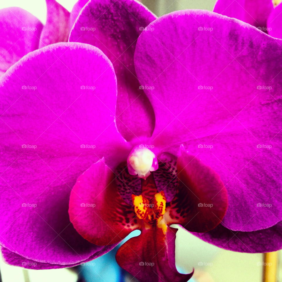 Up close purple orchid in full bloom.