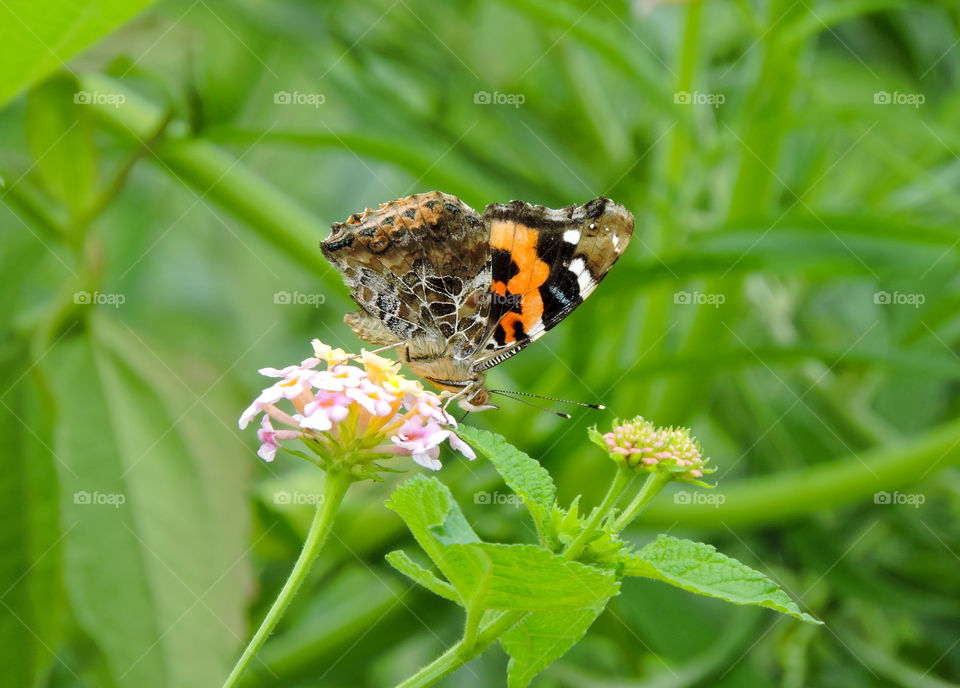 butterfly