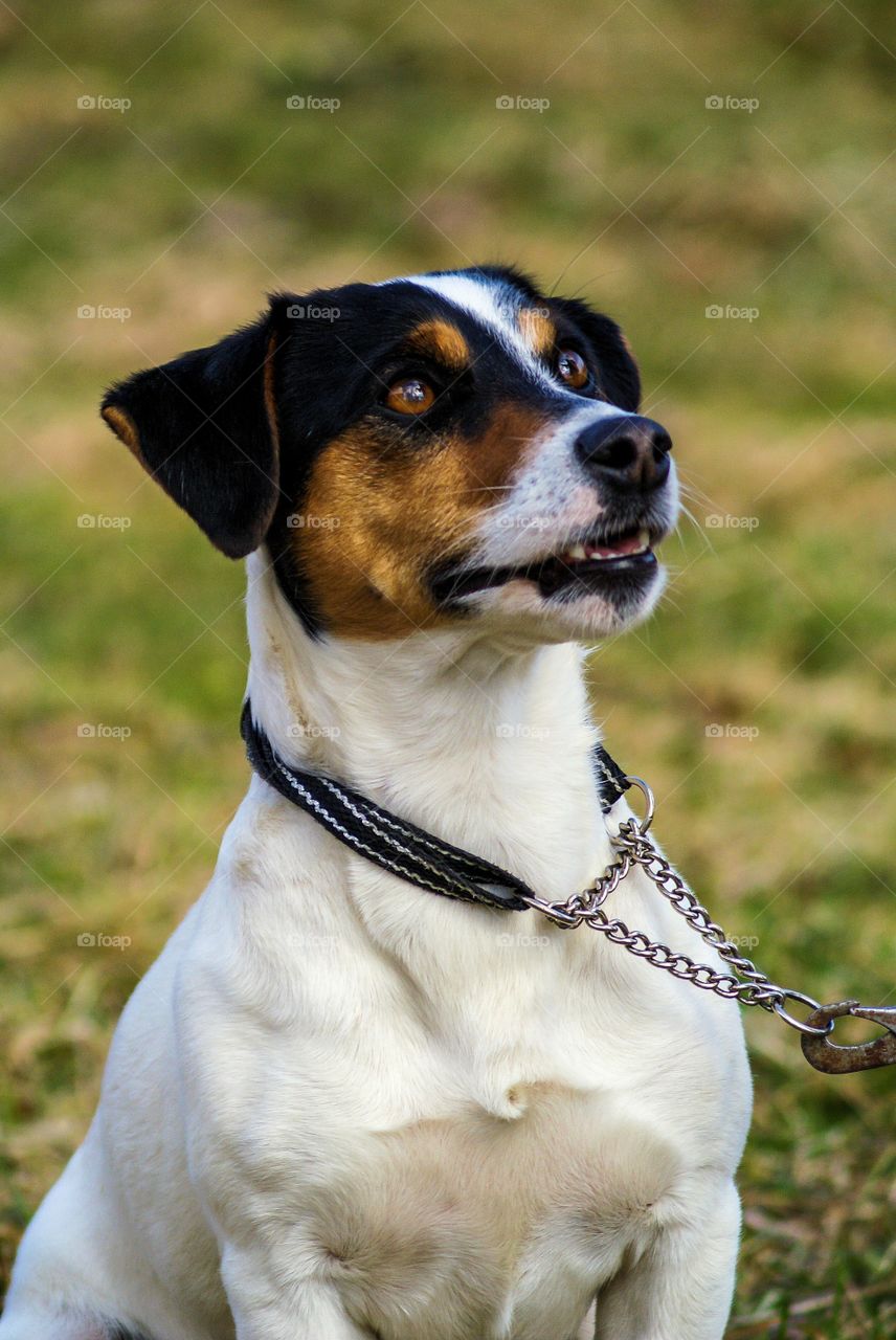 Dog. A tricolor jack russell