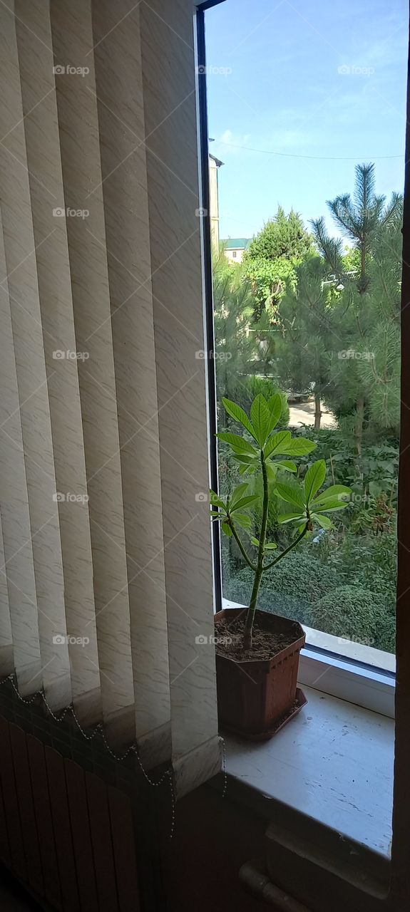 flowers, flowers in pots,mirrors,wonderful day, landscapes.