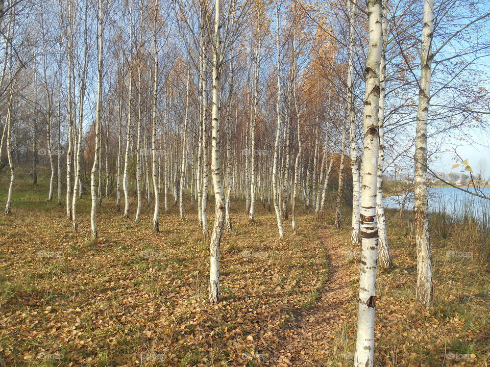 Wood, Birch, Tree, Landscape, Nature