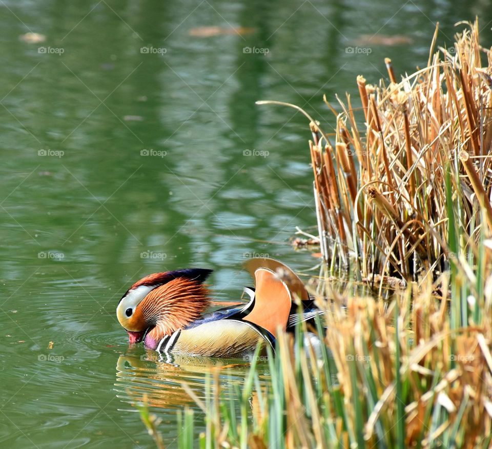 Colorful duck