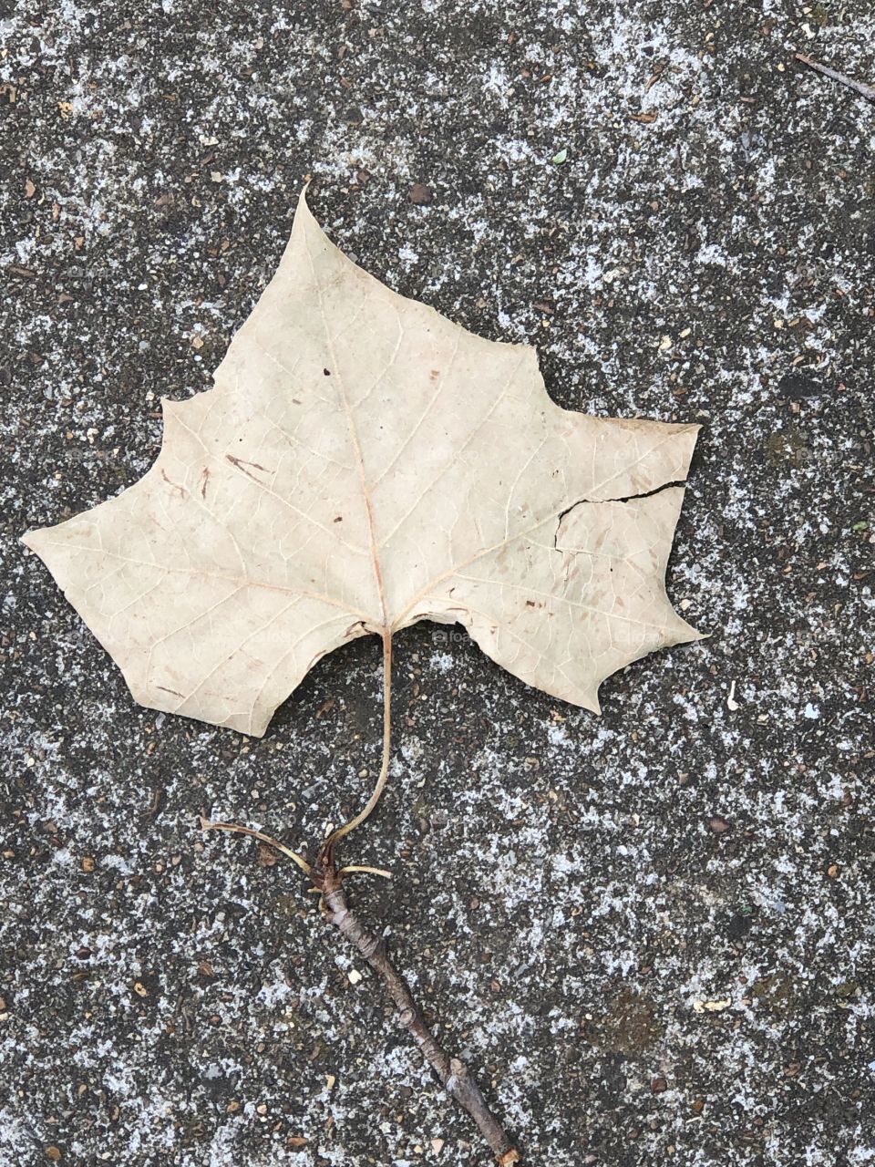Leaf