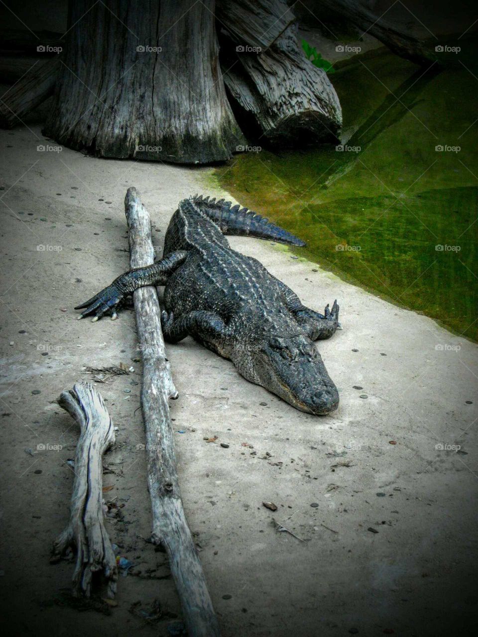 Close-up of a crocodile