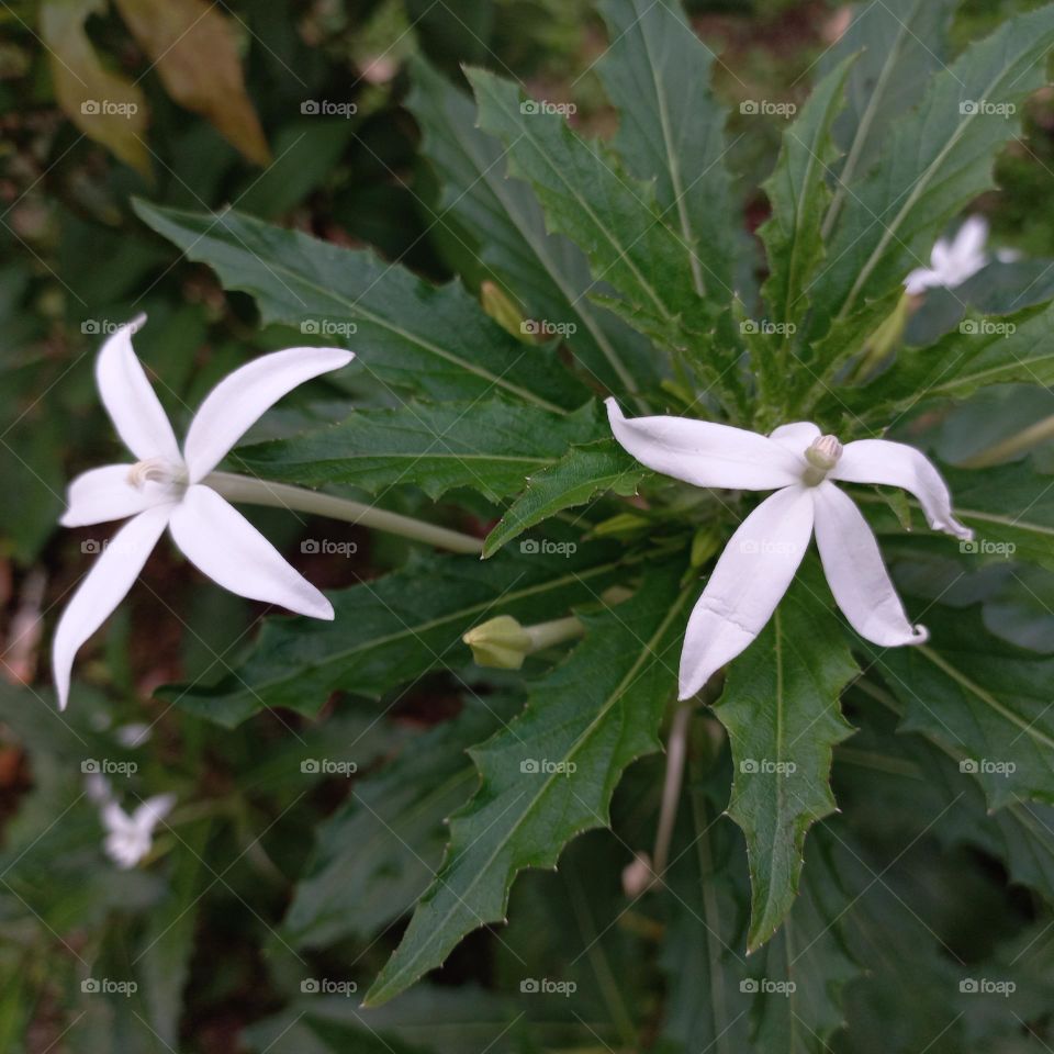Isotoma longiflora is a medicinal plant in the form of an upright terna that reaches sixty cm in height.