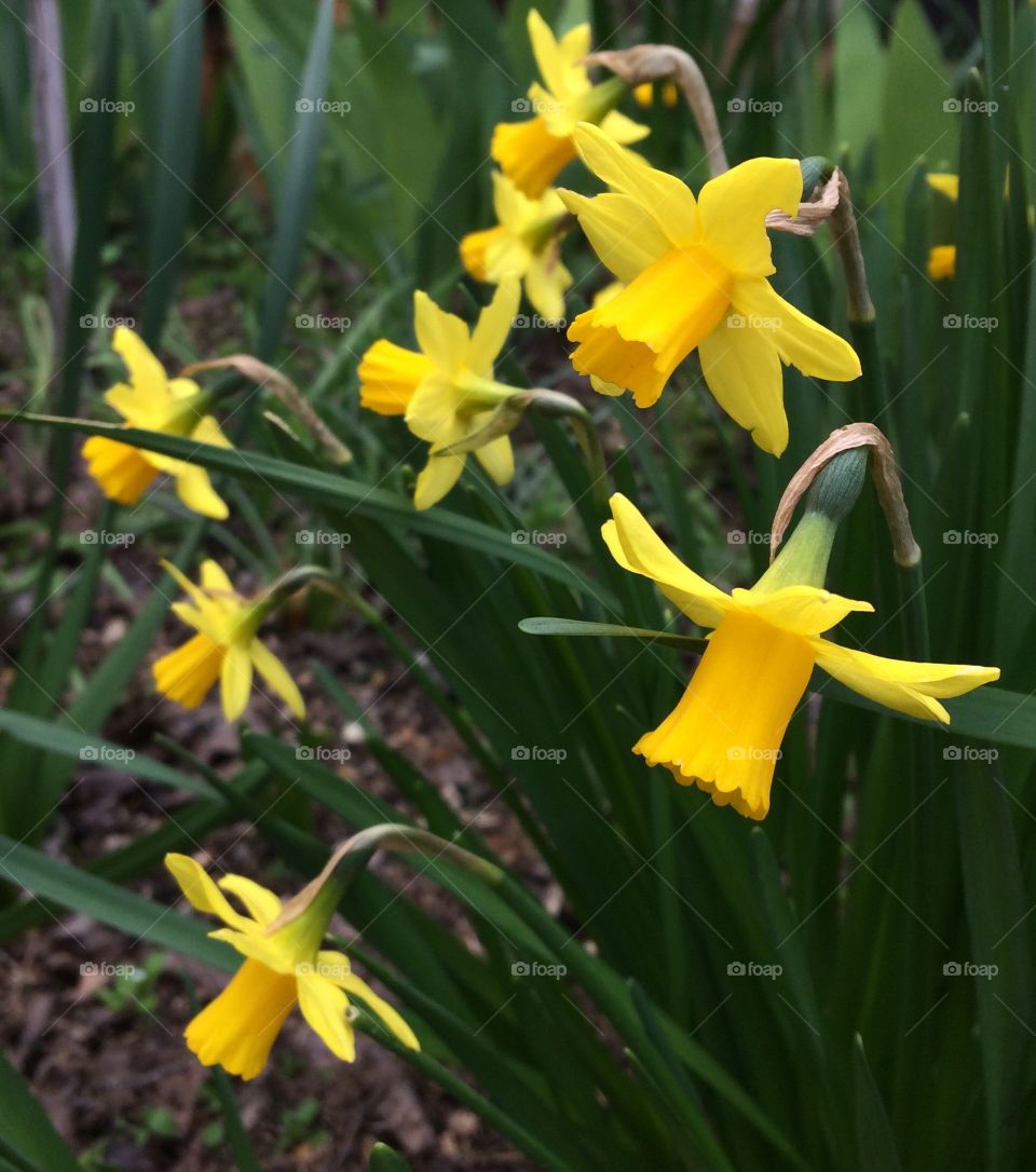 Mini daffodils 