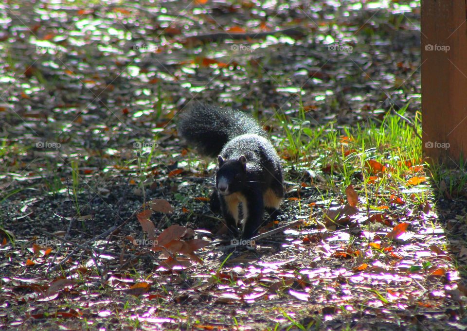 Looking for nuts and seeds on the ground