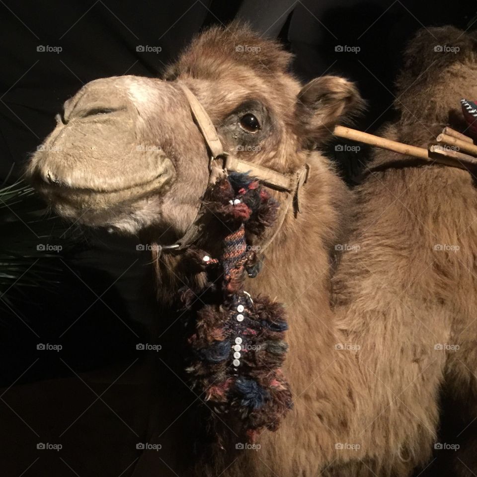 Camel