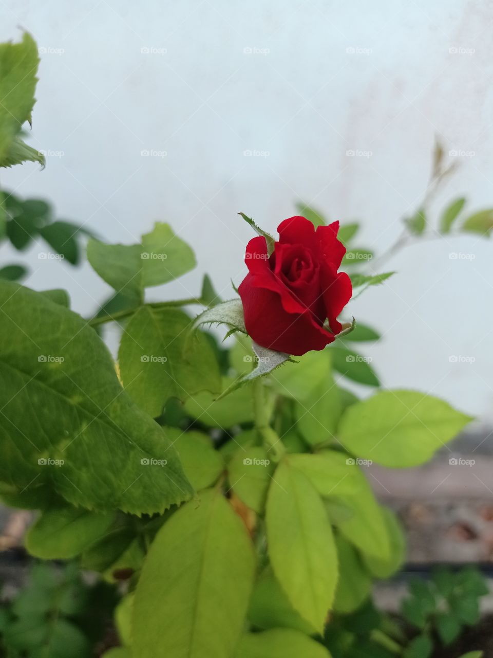 red rose