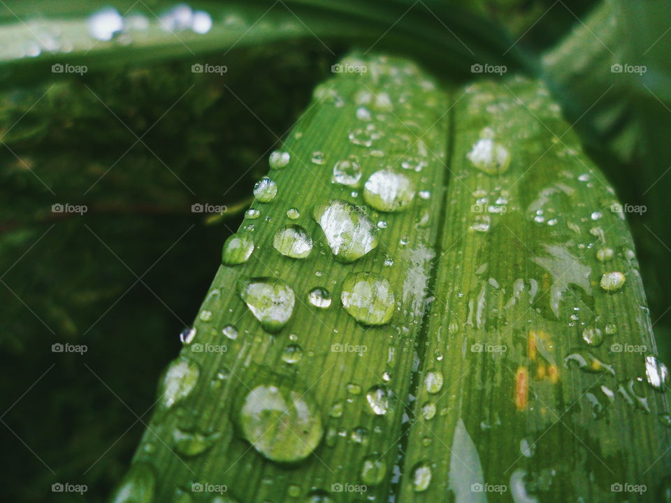 Drops of rain on a green leaf of a plant