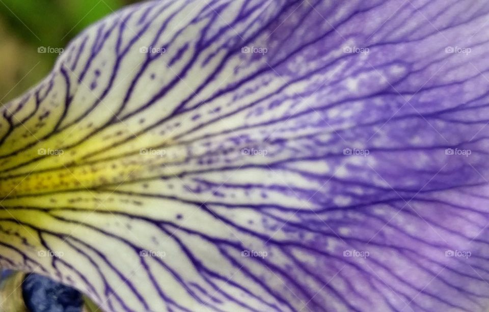 purple iris petal, macro shot