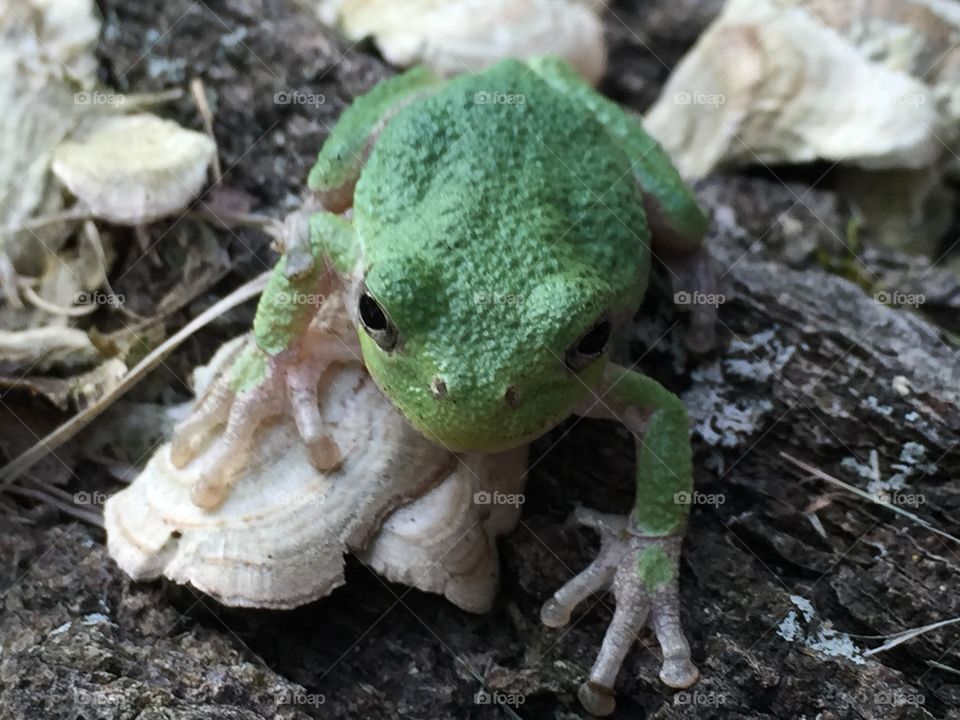 Frog on mushroom on log