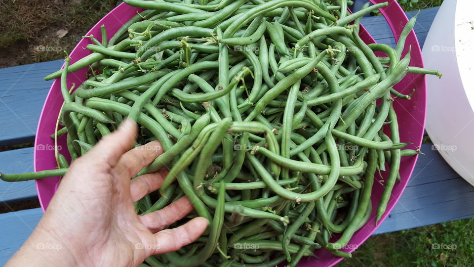 the bean harvest